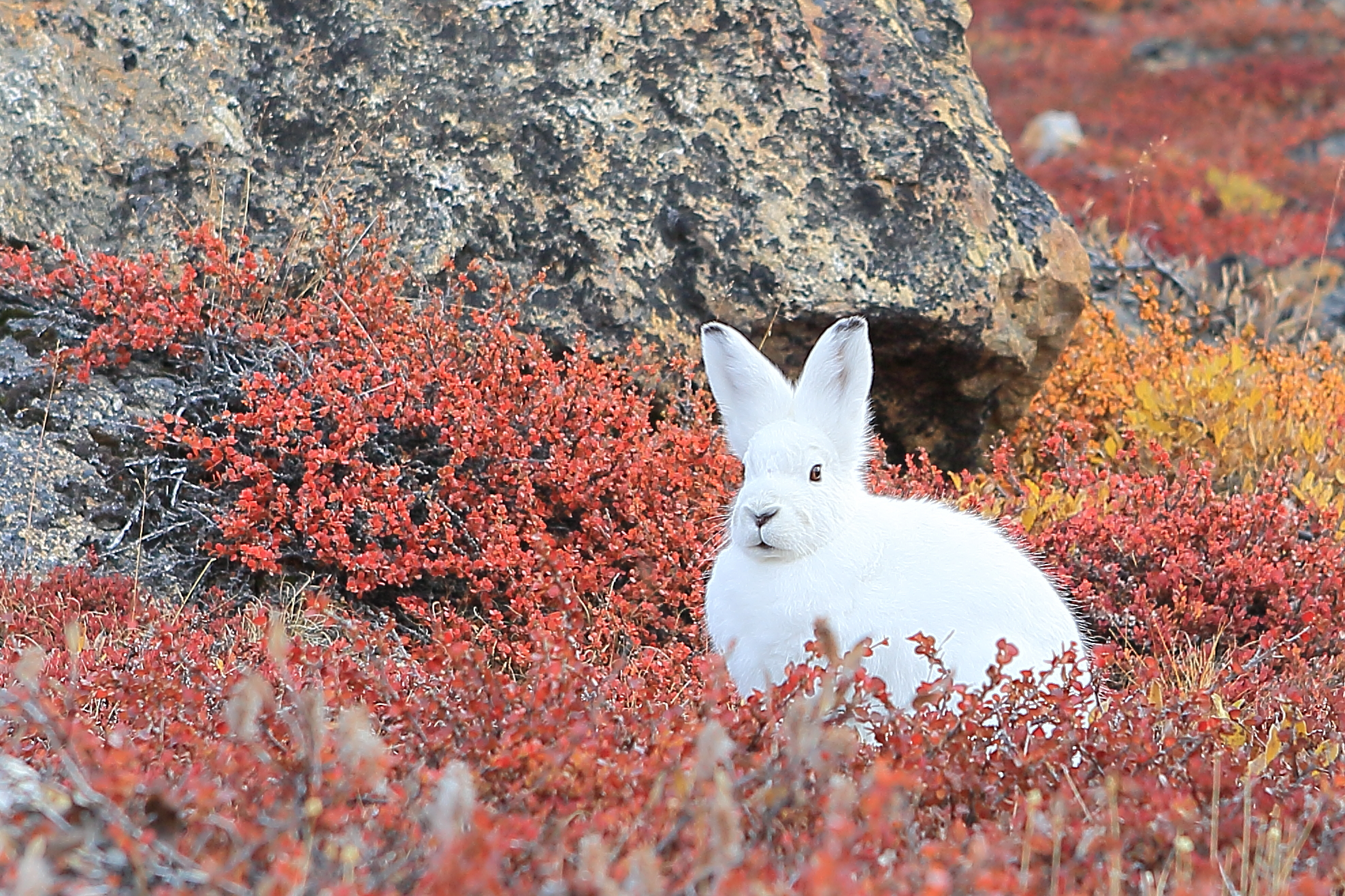 Groenland-lievre-arctique