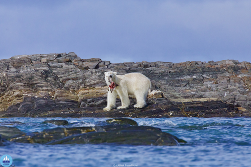 Spitzberg - exploration polaire et ski de randonnée à bord du voilier Kamak